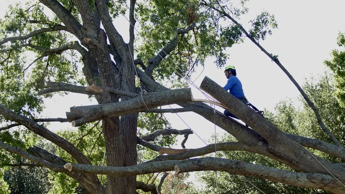 Professional Hazardous Tree Removal performed by certified arborists in Allegan