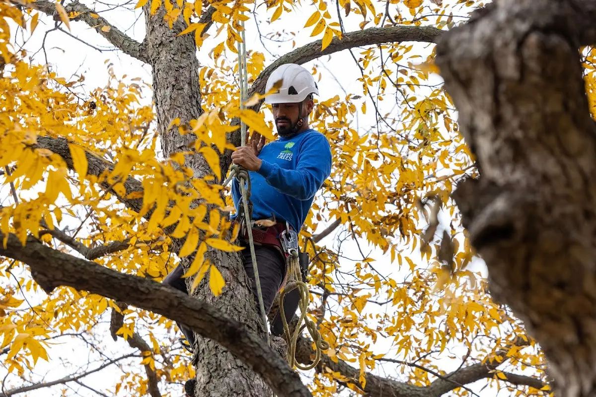 Skilled Dead Tree Removal crew working in Allegan
